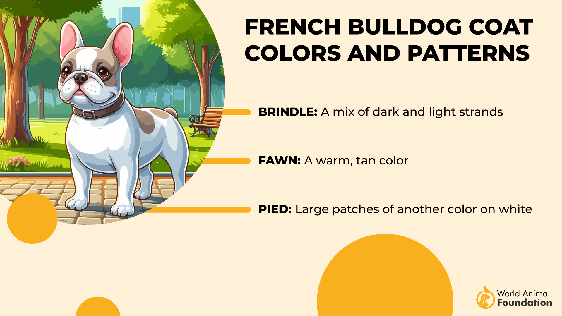 French Bulldog Coat Colors and Patterns-01