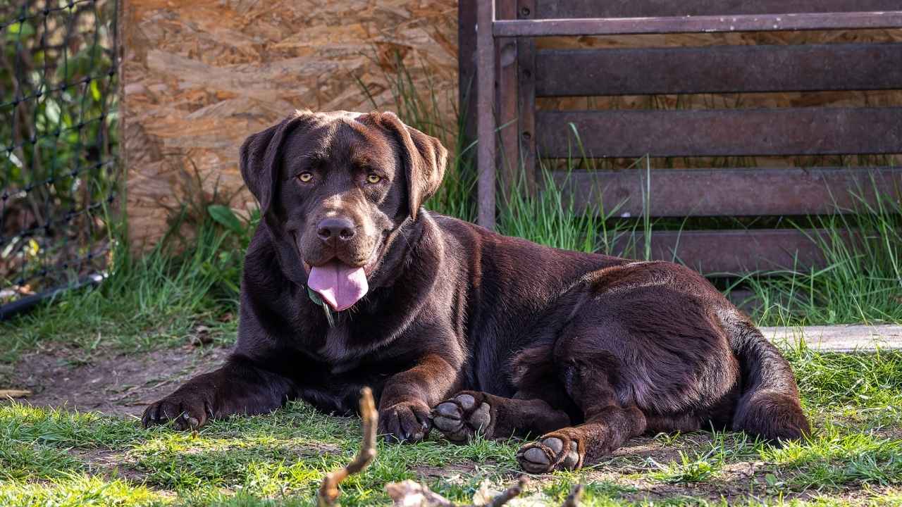 Labrador Retriever