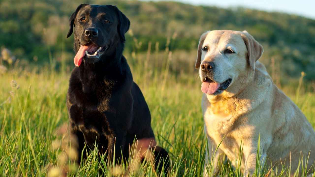 Labrador Retriever