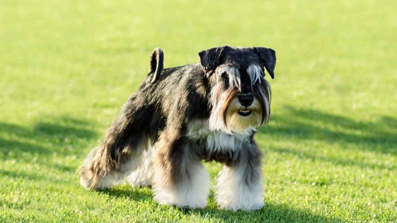 Miniature Schnauzer