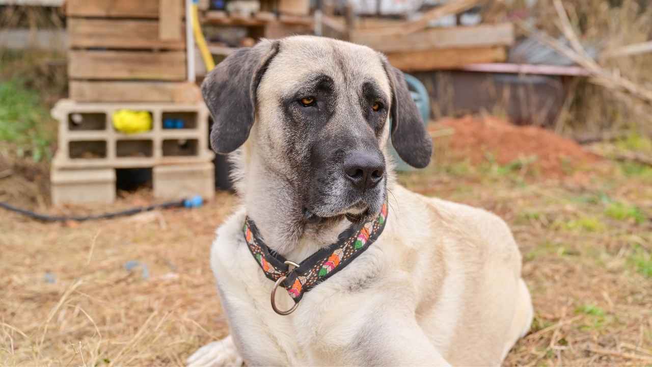 Anatolian Shepherd