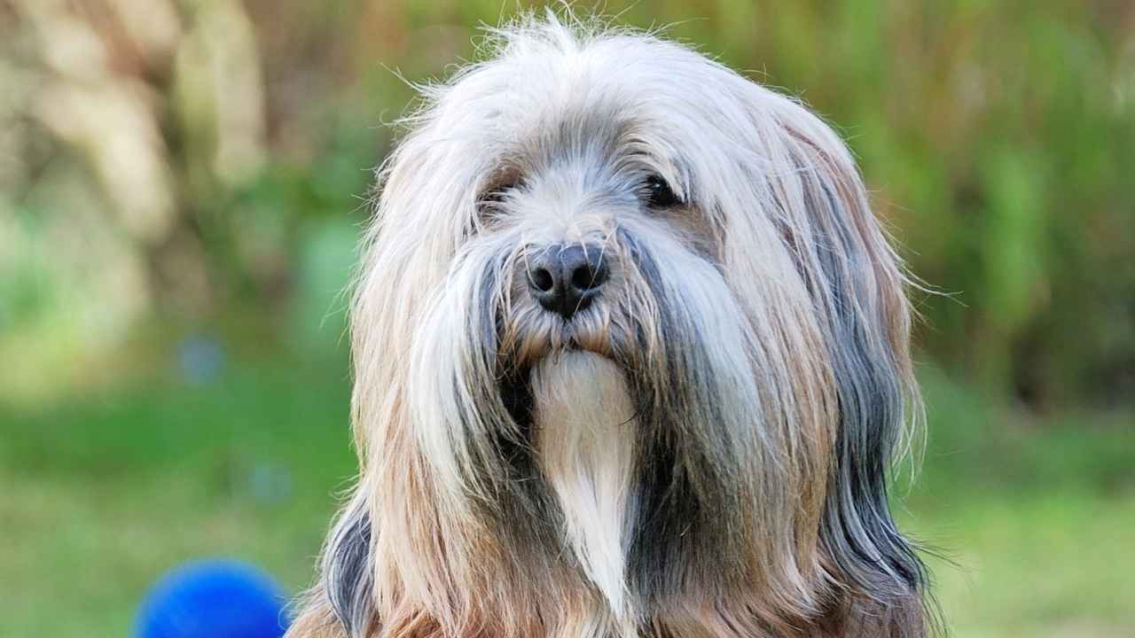 Tibetan Terrier