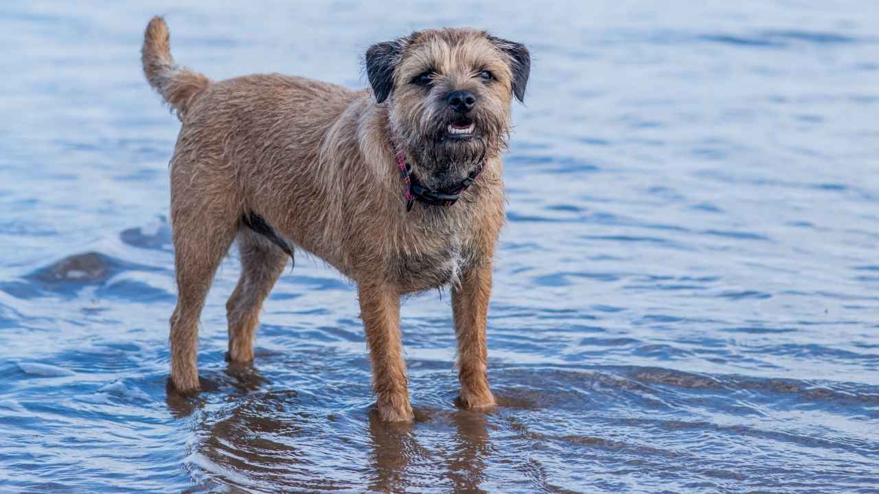 Border Terrier