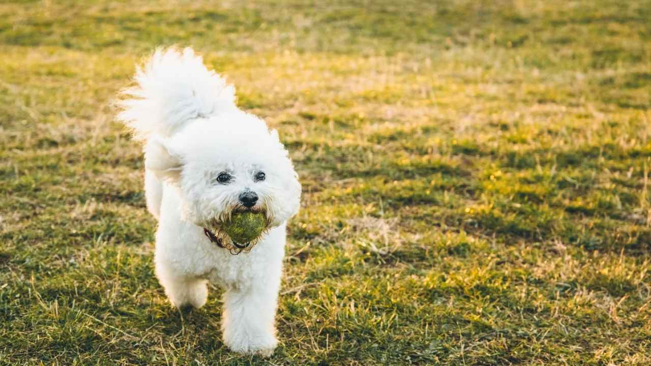 Bichon Frise