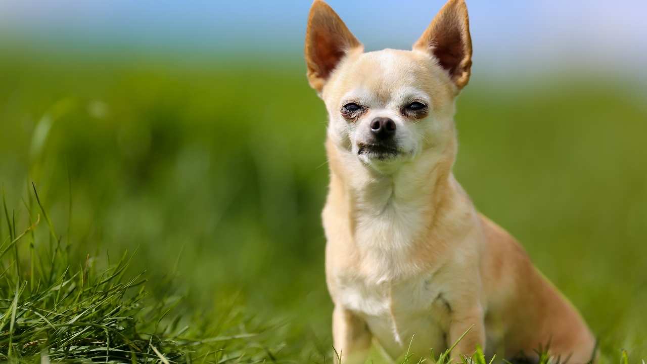 Chihuahua