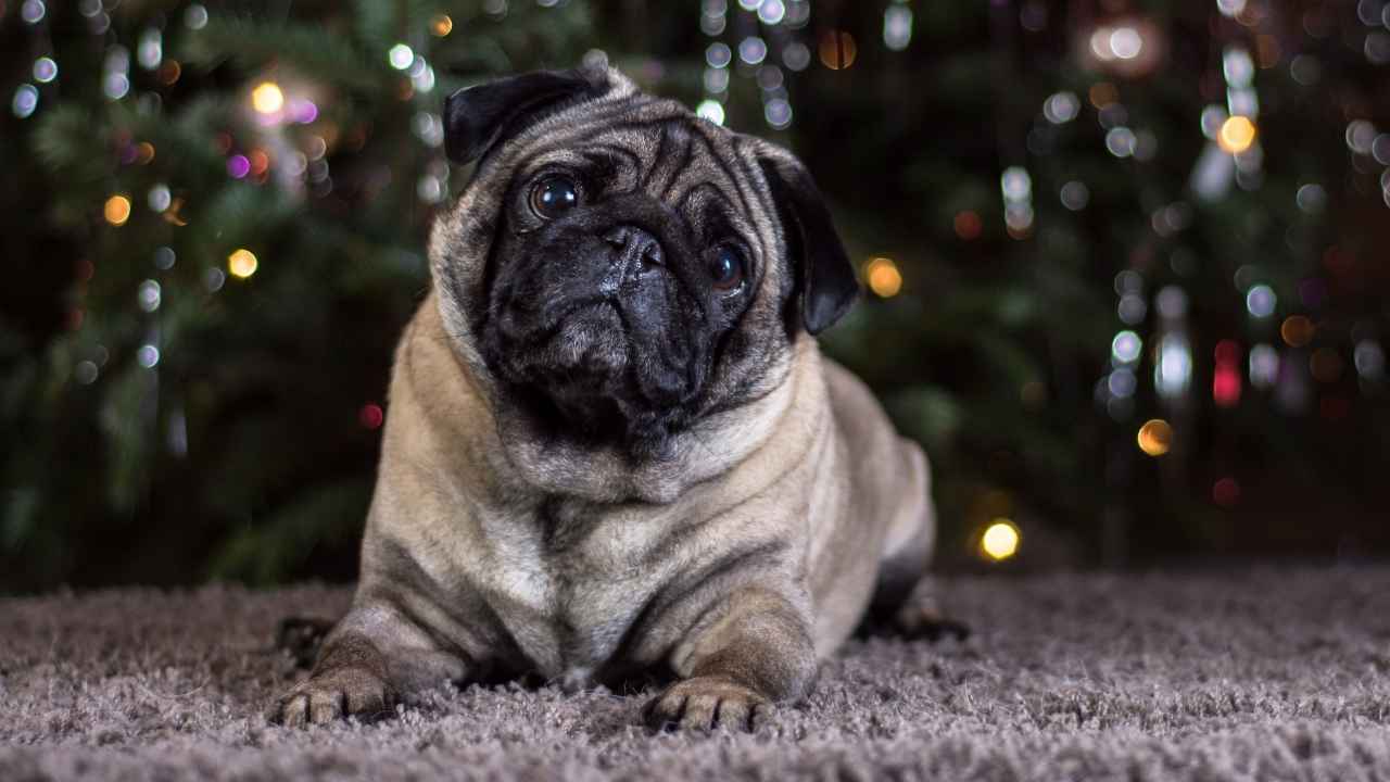 Pug