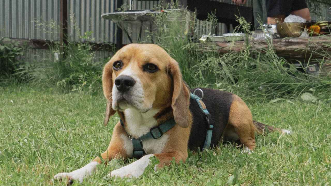 Beagle