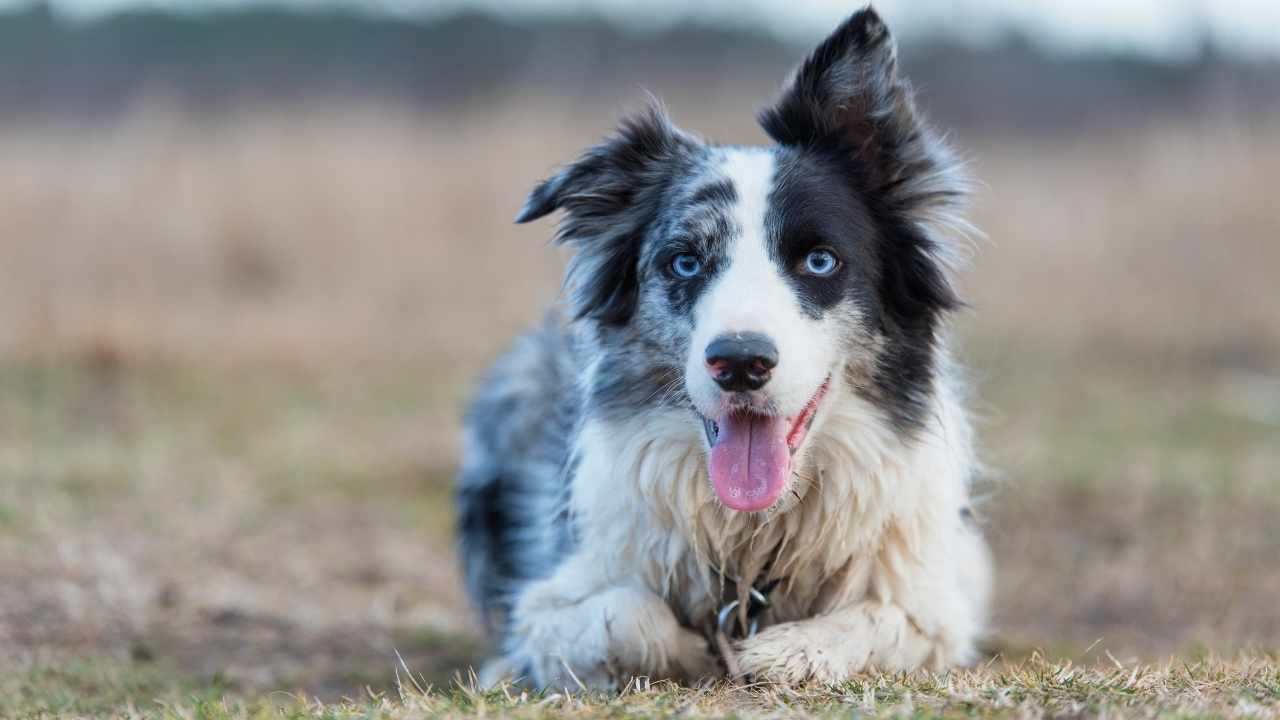 Border Collie