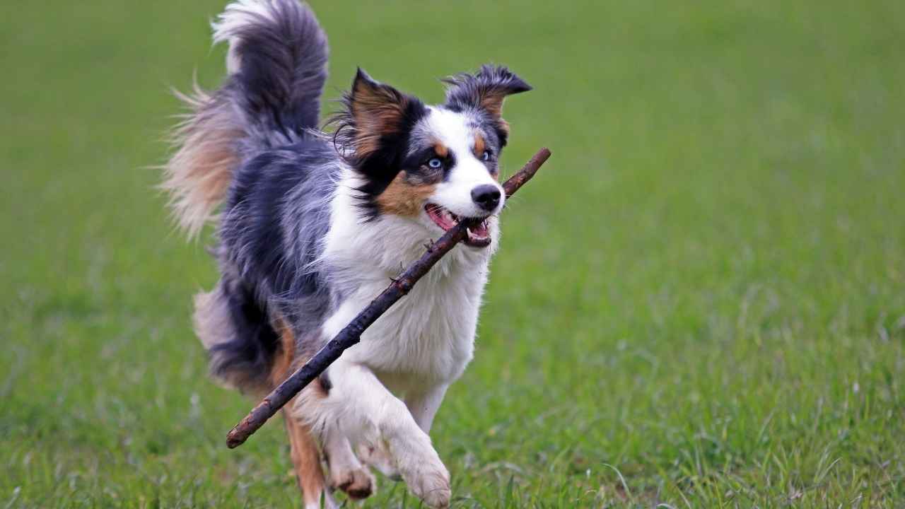 Australian Shepherd