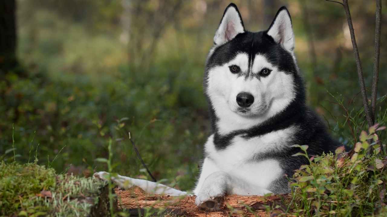 Siberian Husky