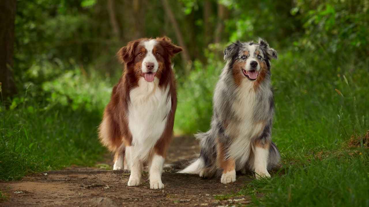 Australian Shepherd