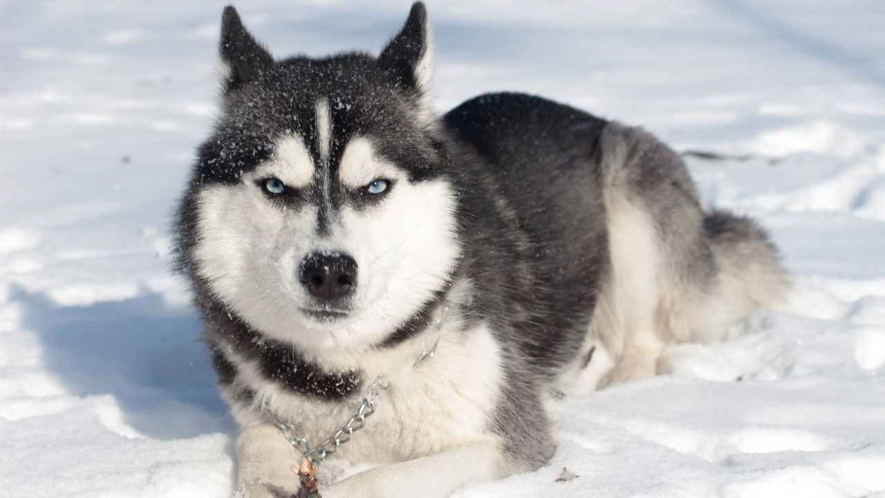 Siberian Husky