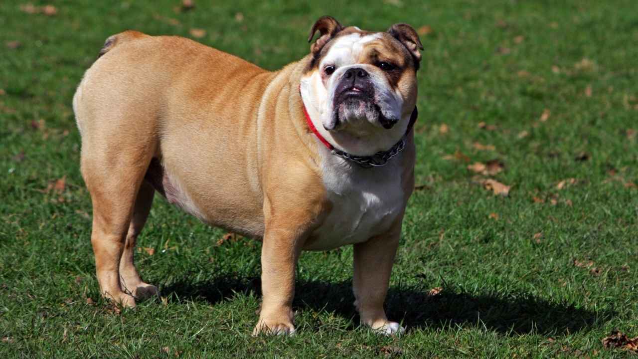 Bulldog