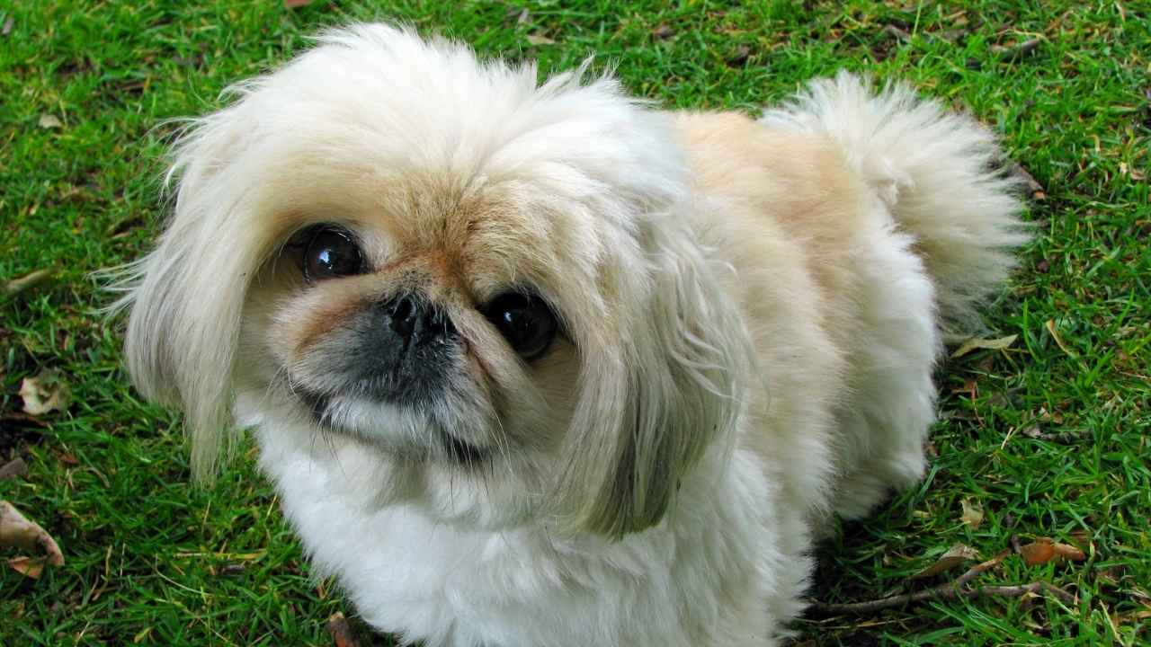 Pekingese