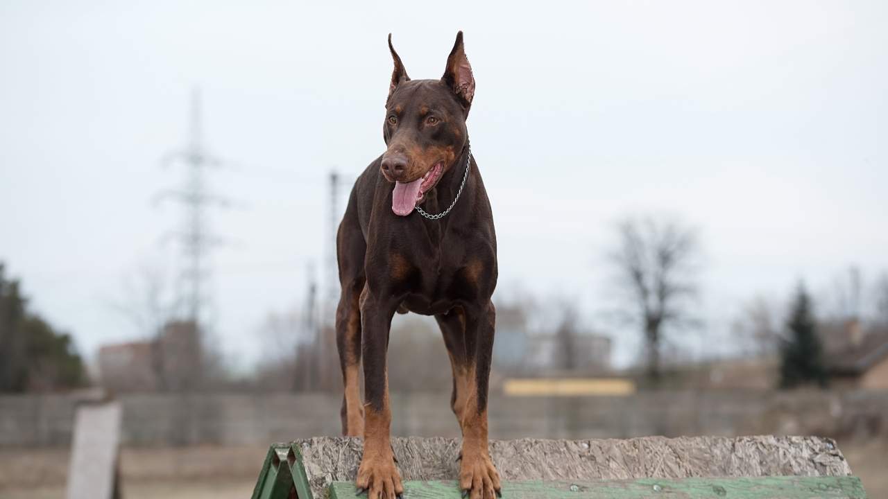 Doberman Pinscher