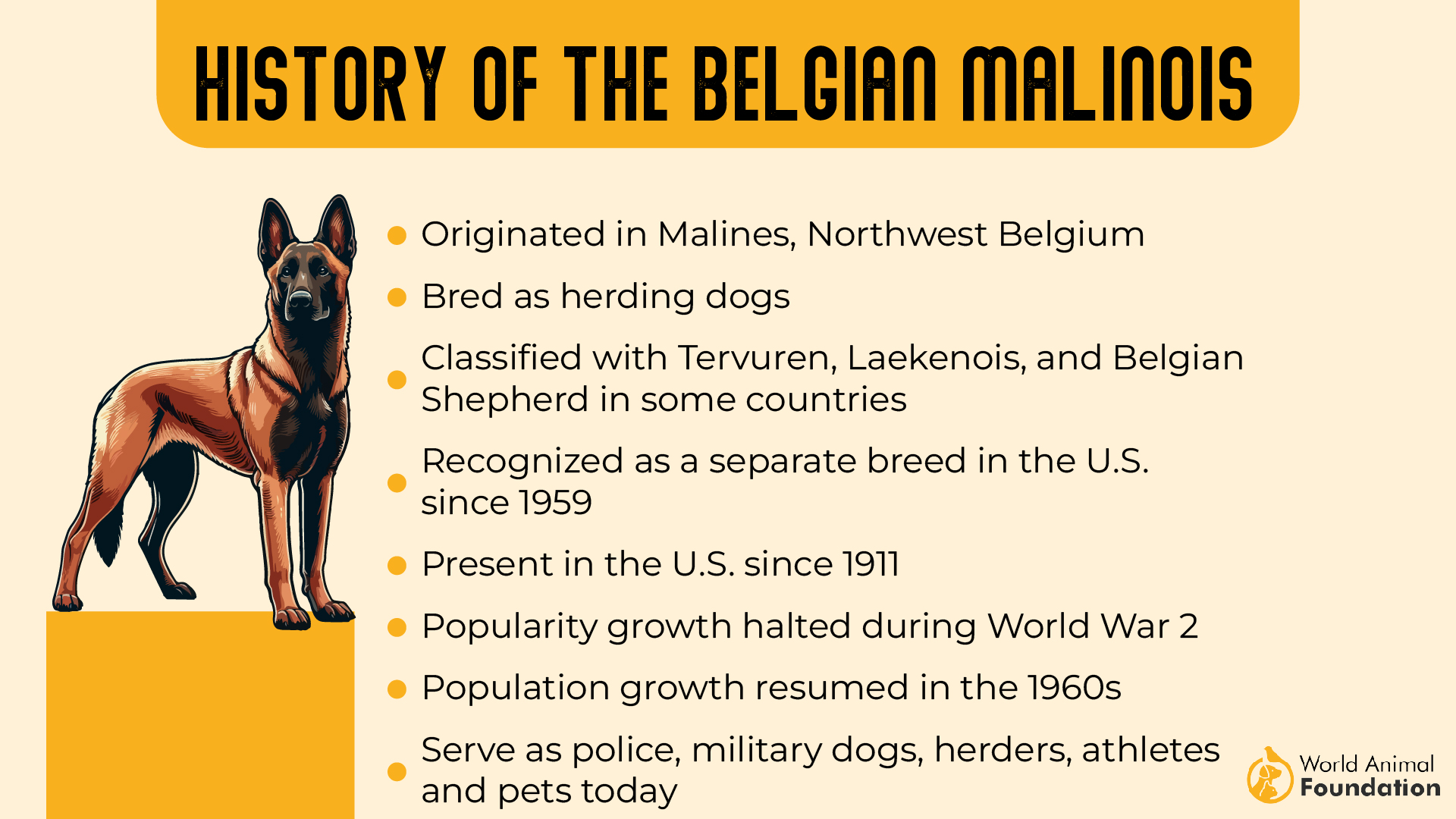 History of the Belgian Malinois-01