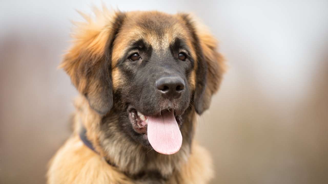 Leonberger