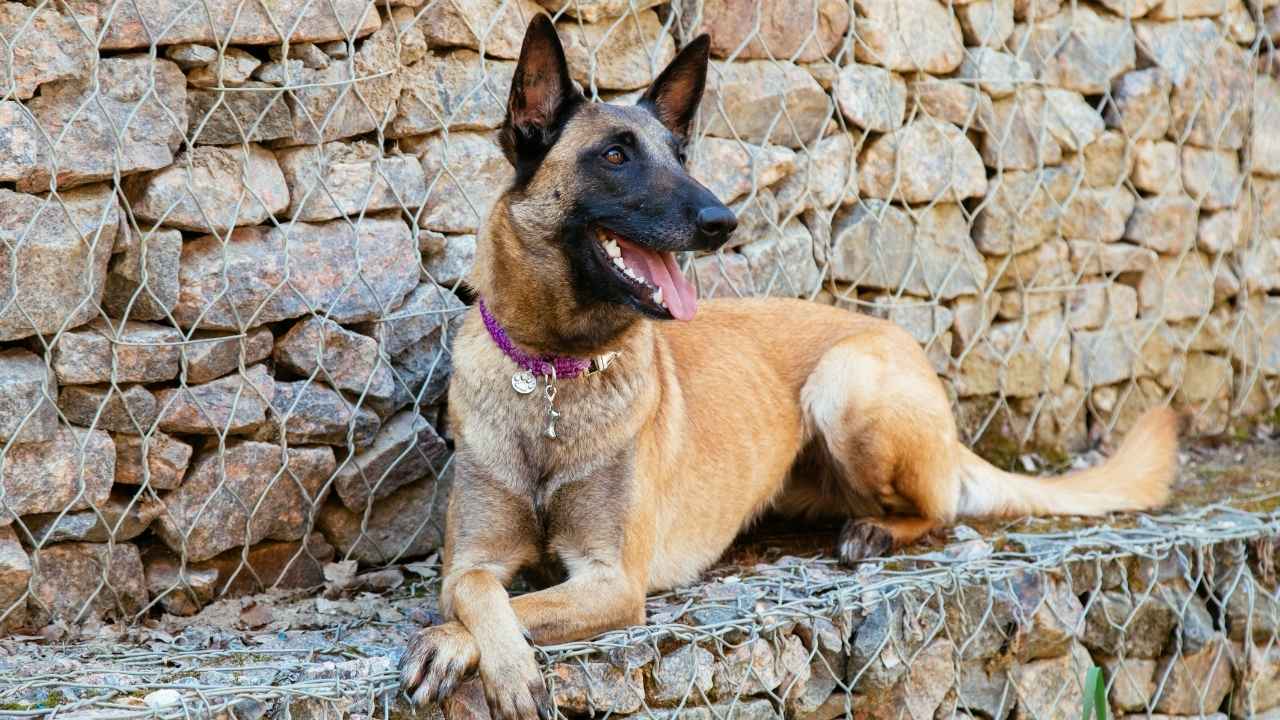 Belgian Malinois