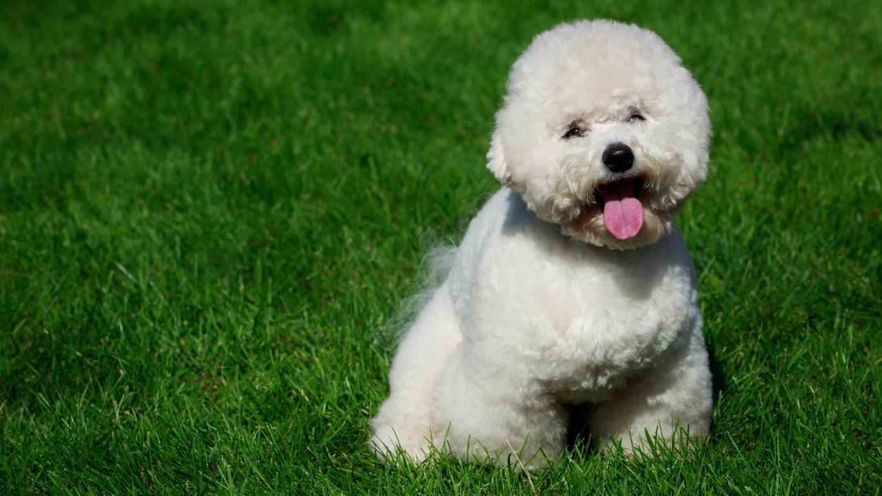 Bichon Frise