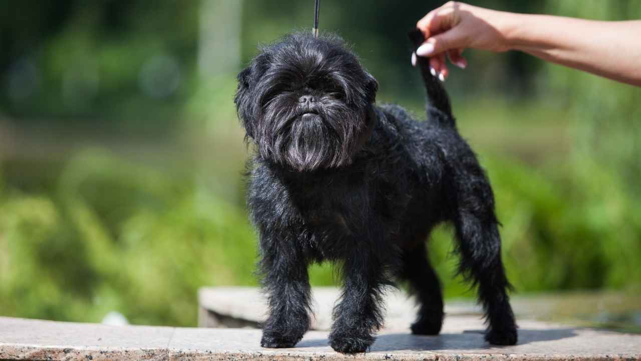 Affenpinscher