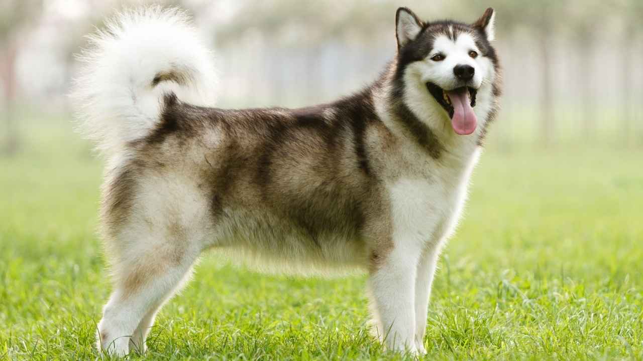 Alaskan Malamute