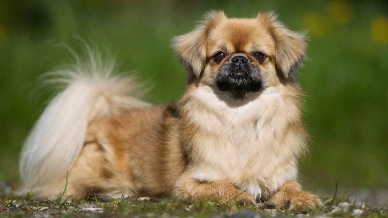 Tibetan Spaniel