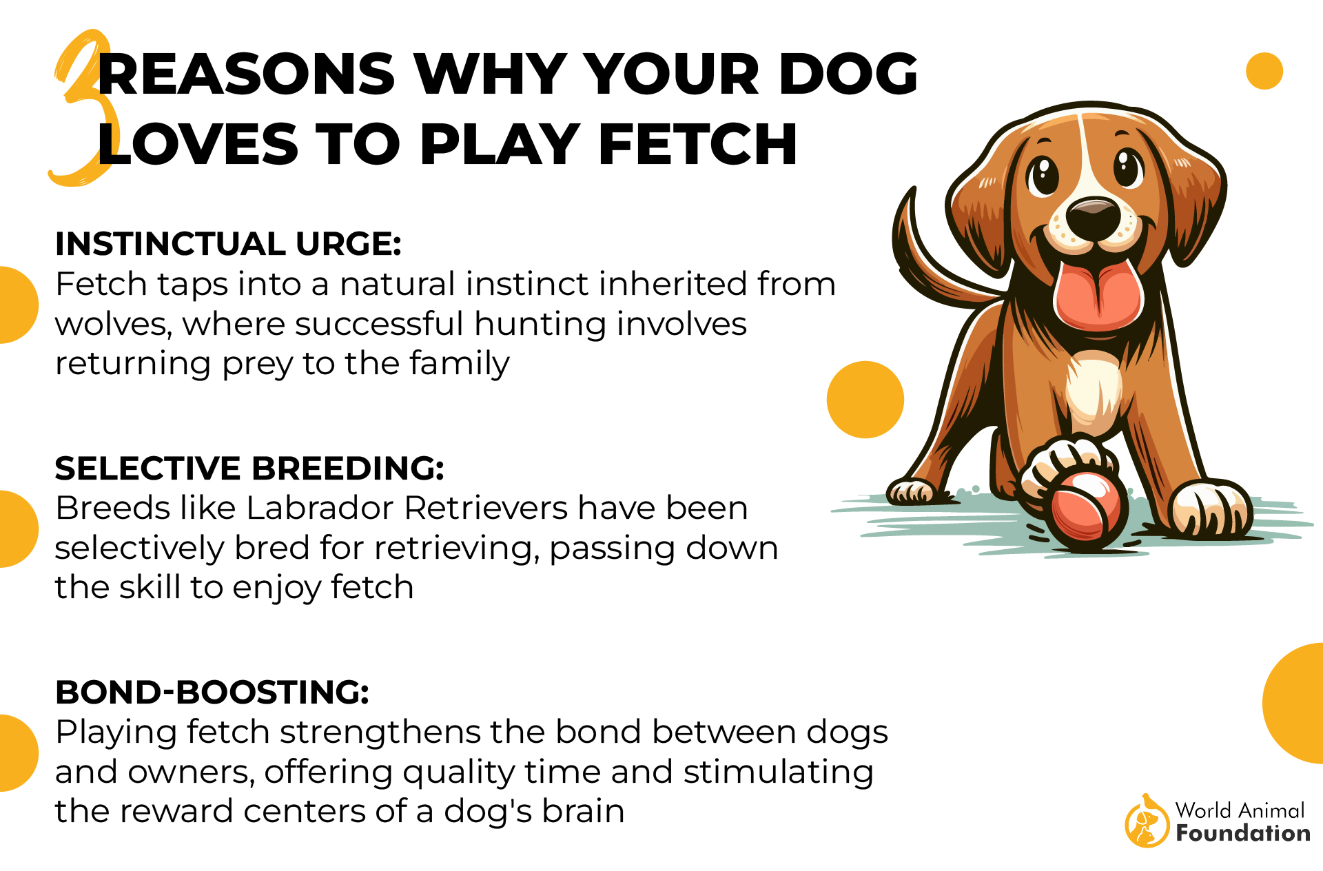 3 Reasons Why Your Dog Loves To Play Fetch-01