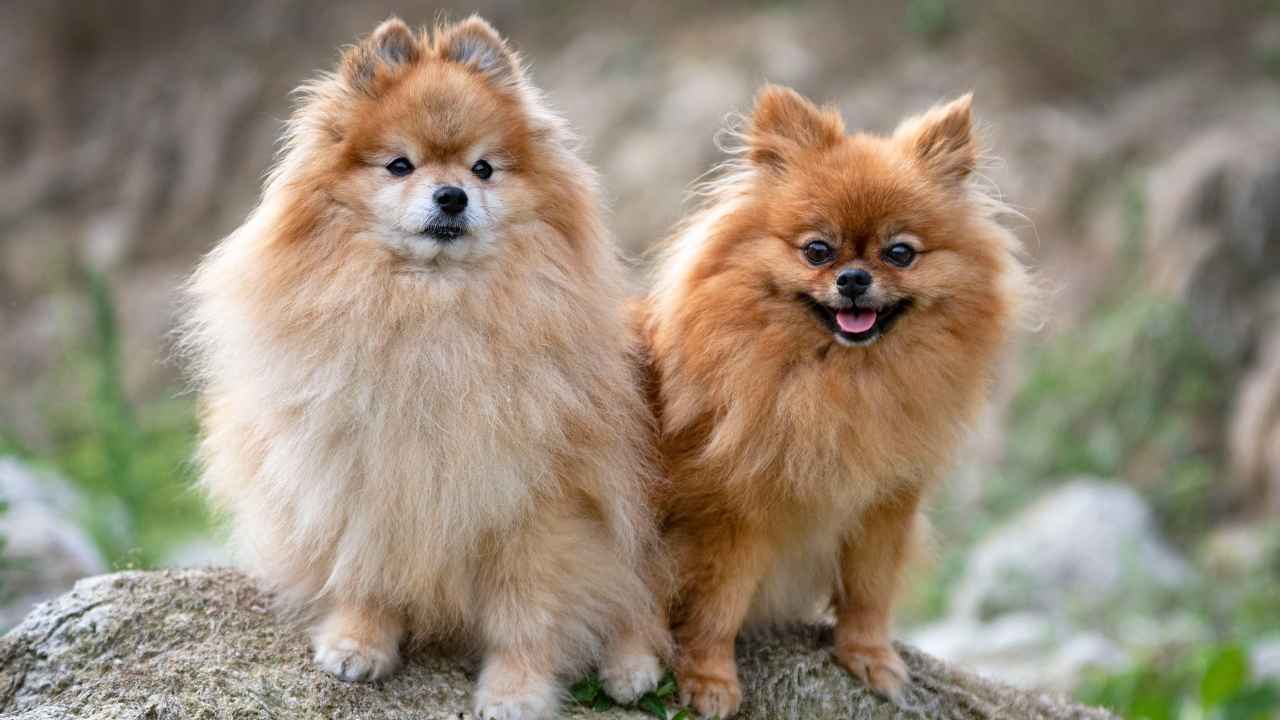 Pomeranian