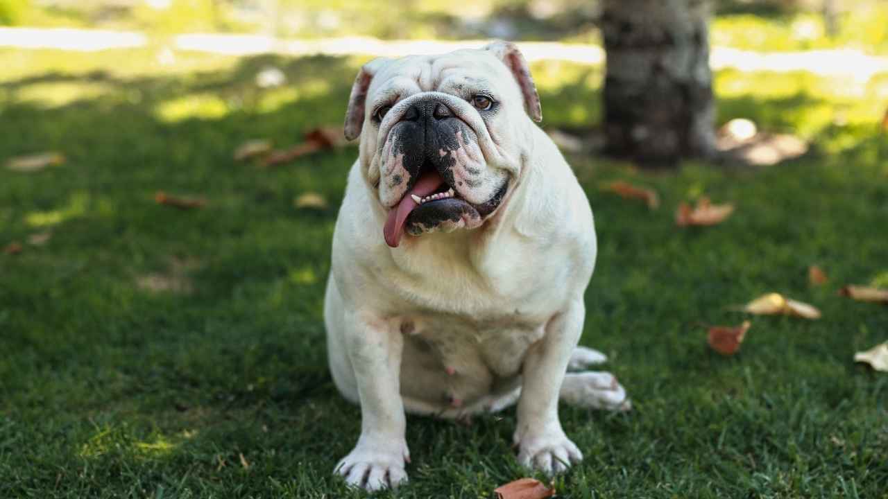 Bulldog