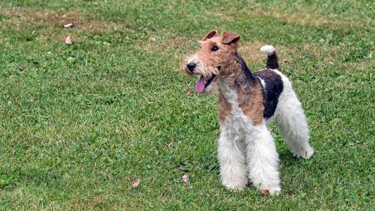 Wire Fox Terrier