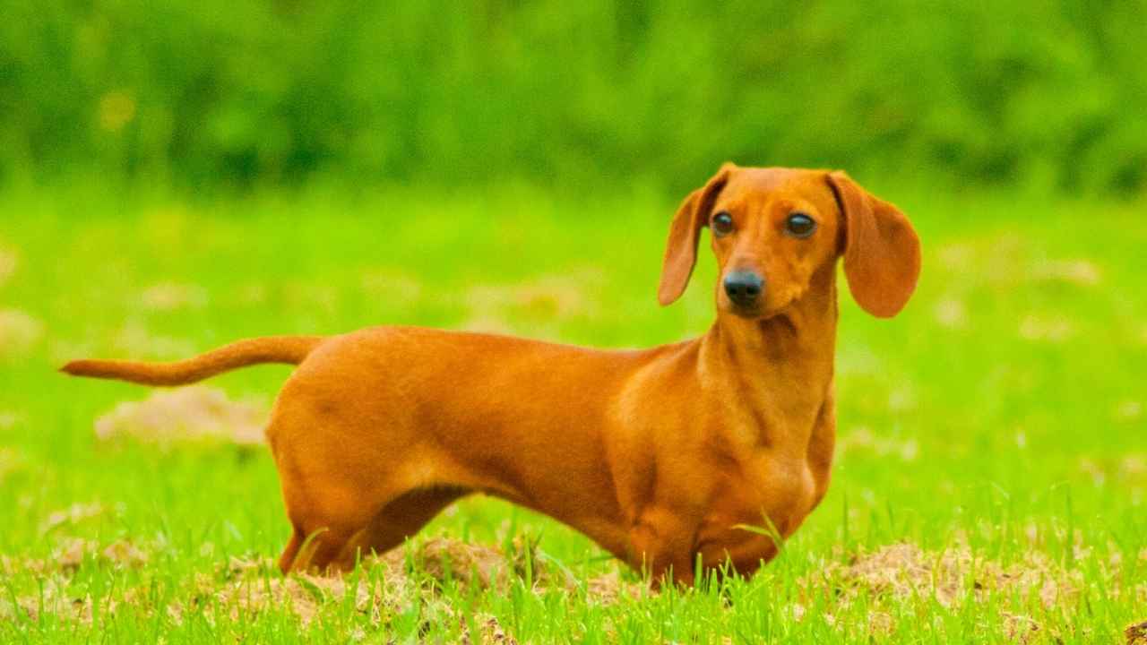 Dachshund