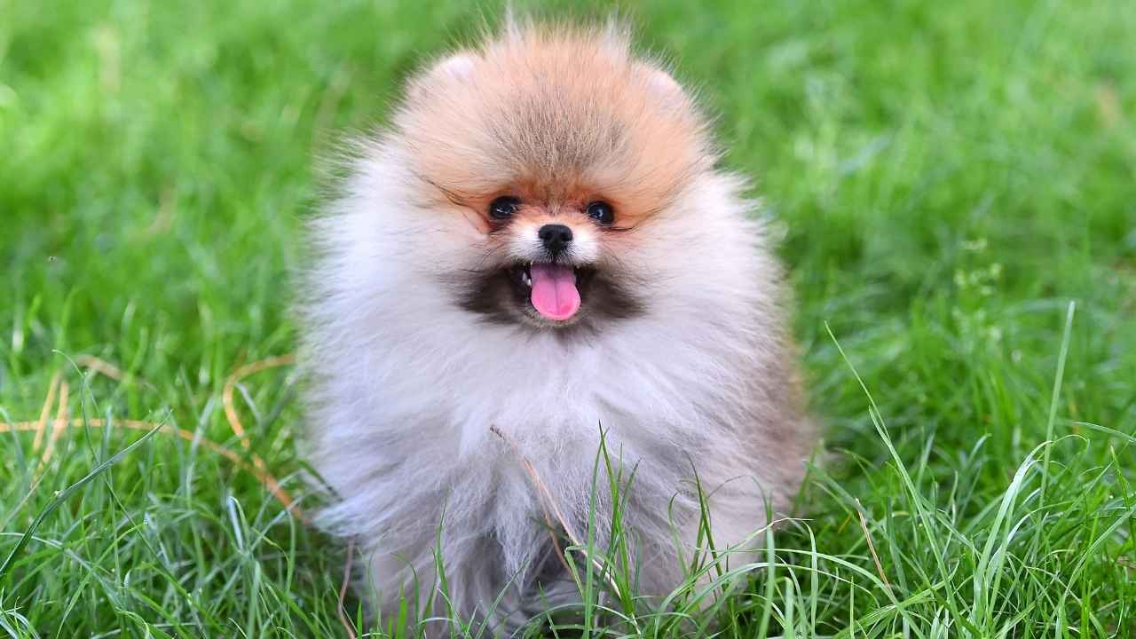 Pomeranian