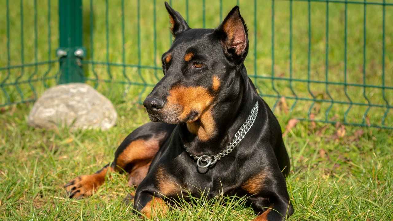 Doberman Pinscher