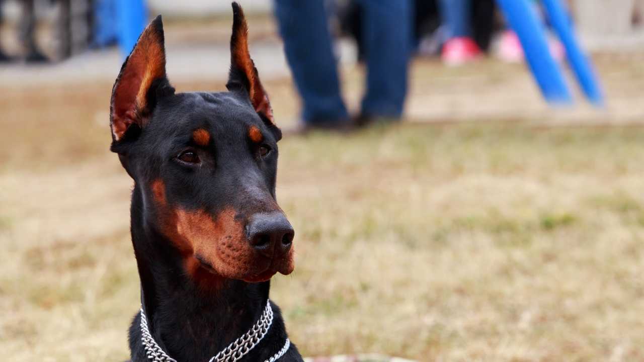 Doberman Pinscher