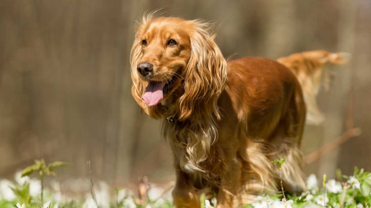 Cocker Spaniel