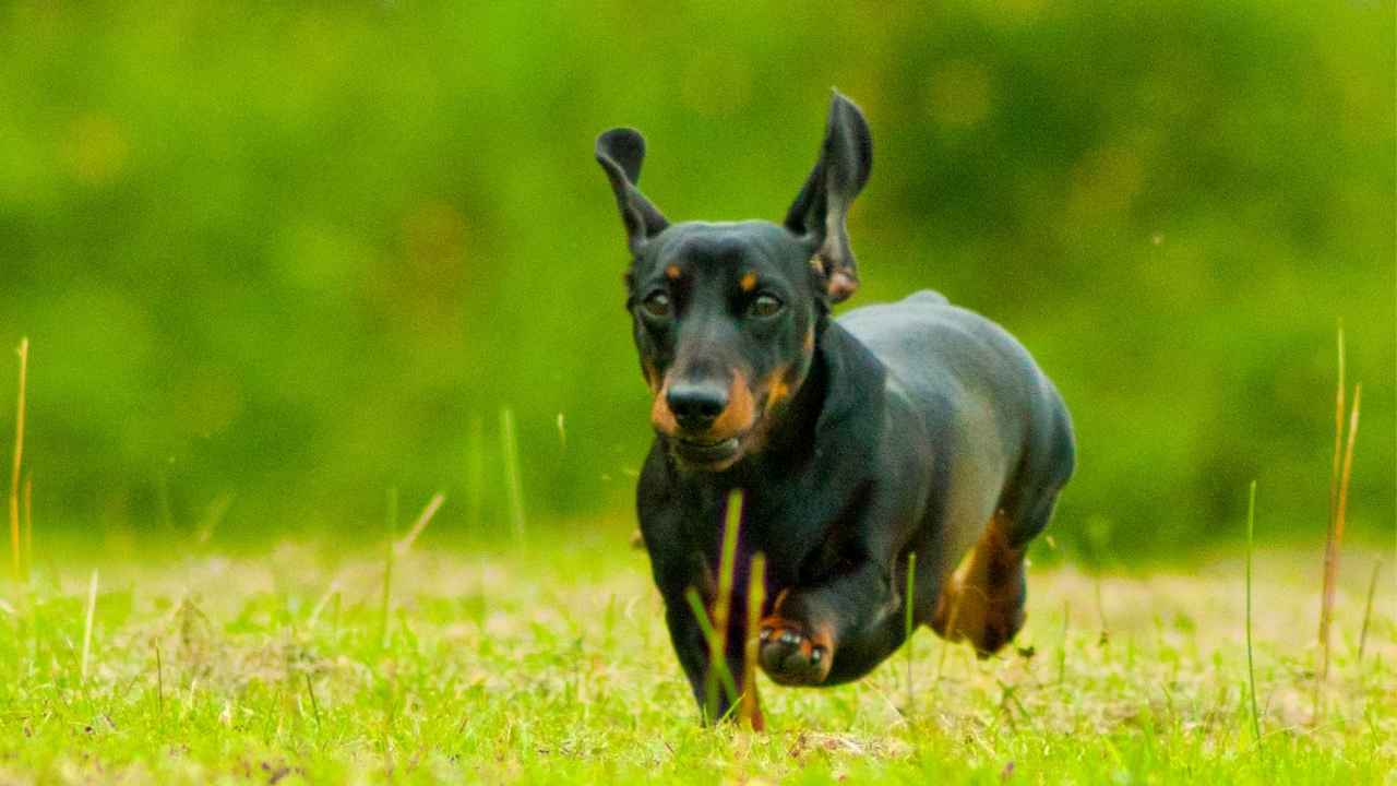 Dachshund