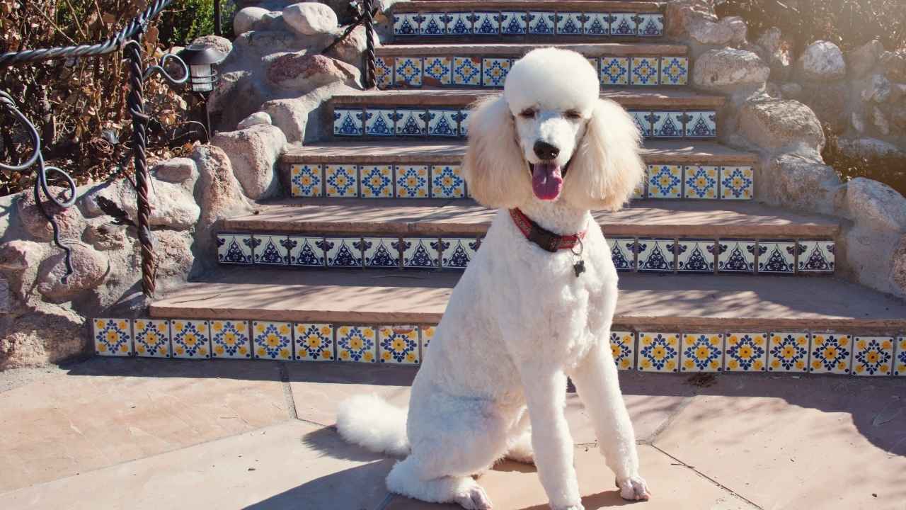 Standard Poodle