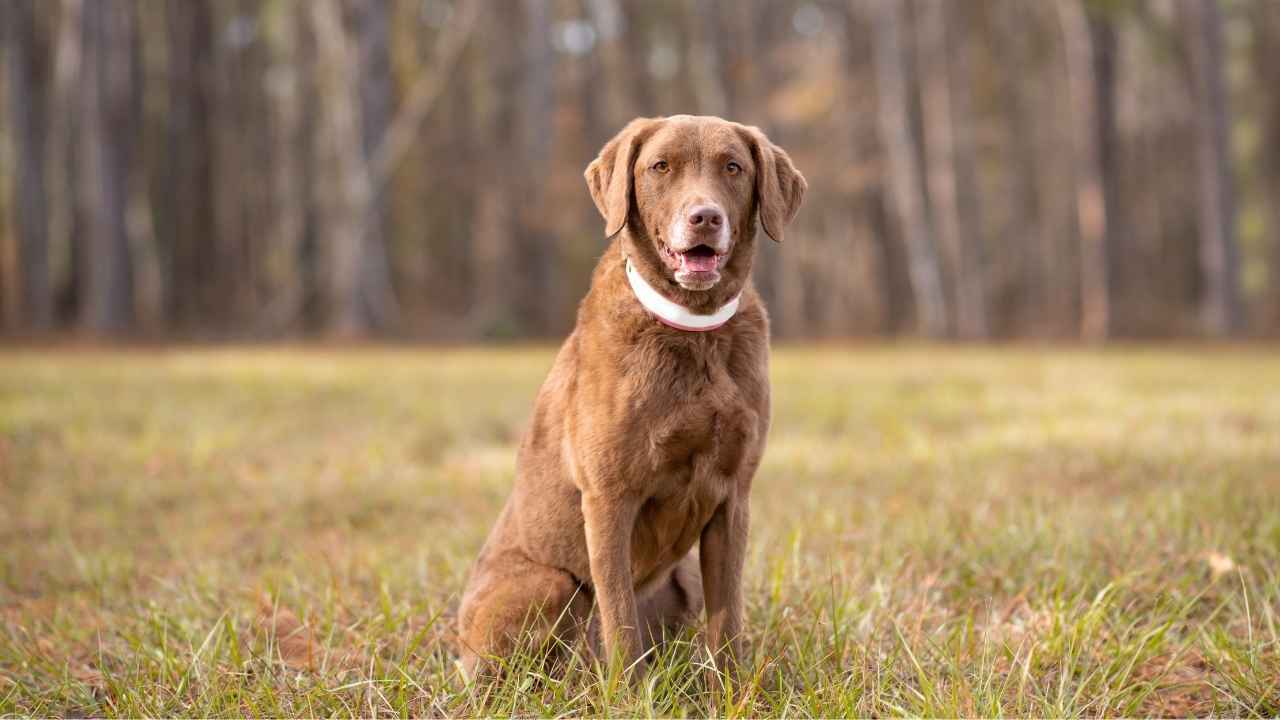 Chesapeake Bay Retriever