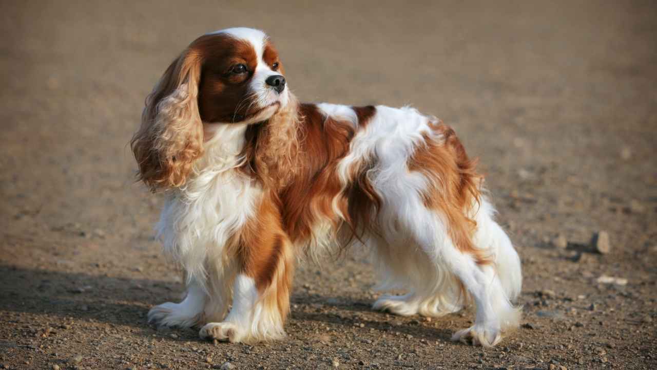 Cavalier King Charles Spaniel