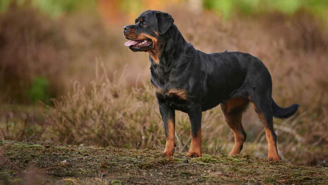 Rottweiler