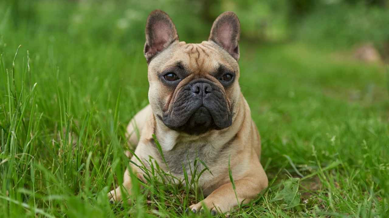 French Bulldog