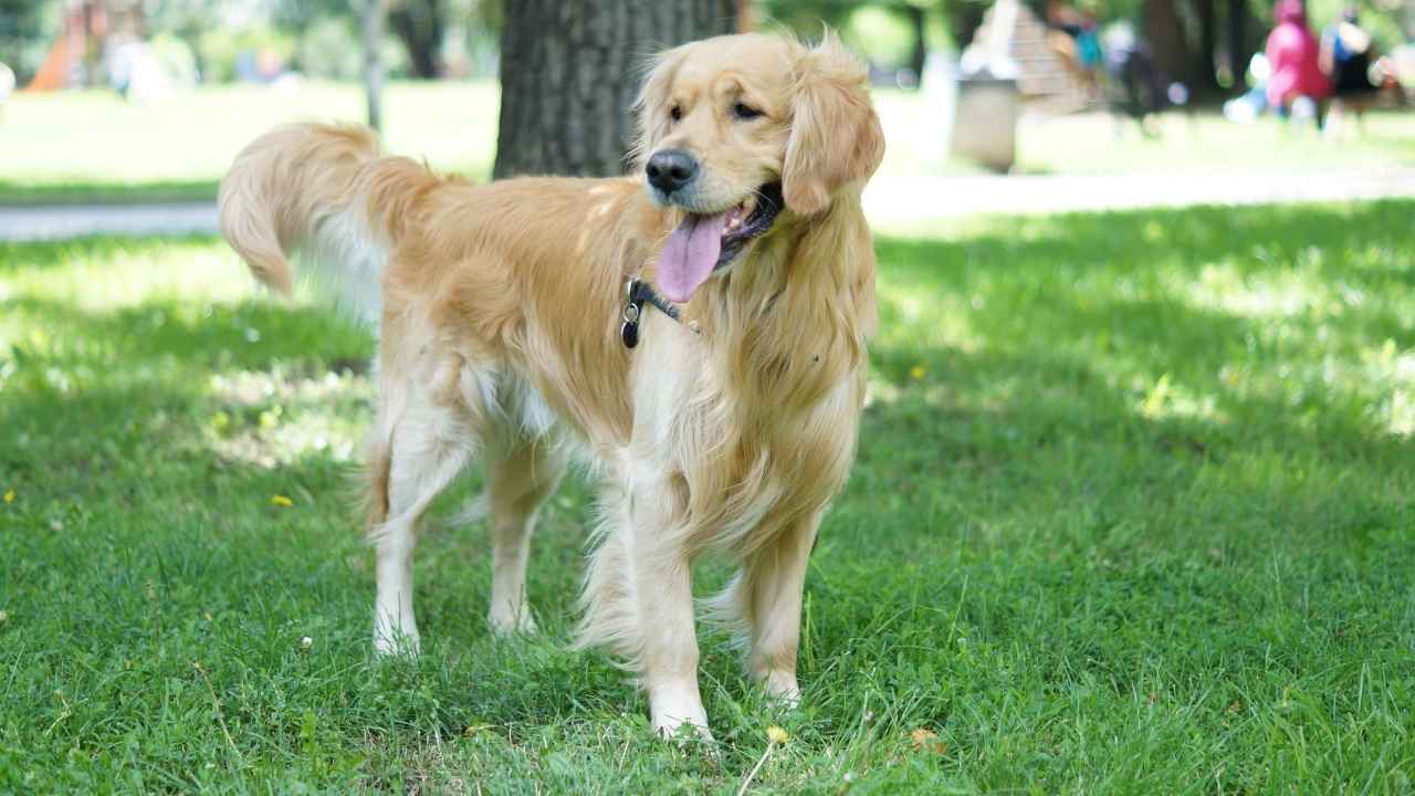 Golden Retriever