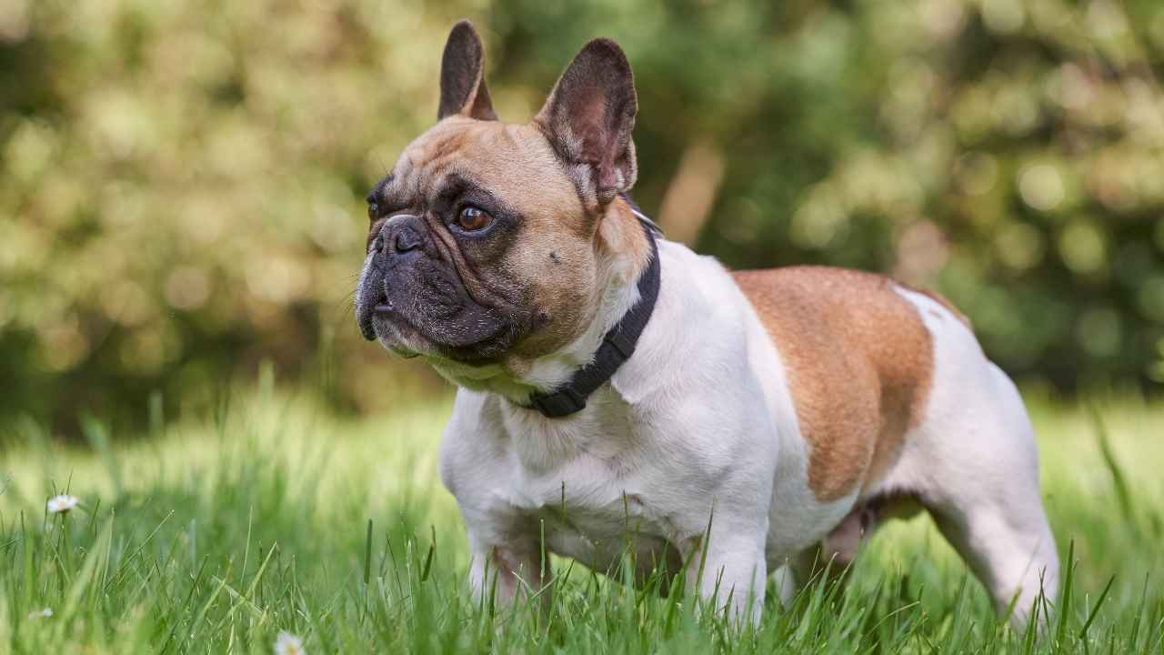 French Bulldog