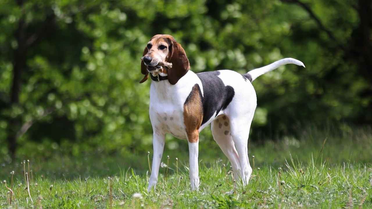 English Foxhound