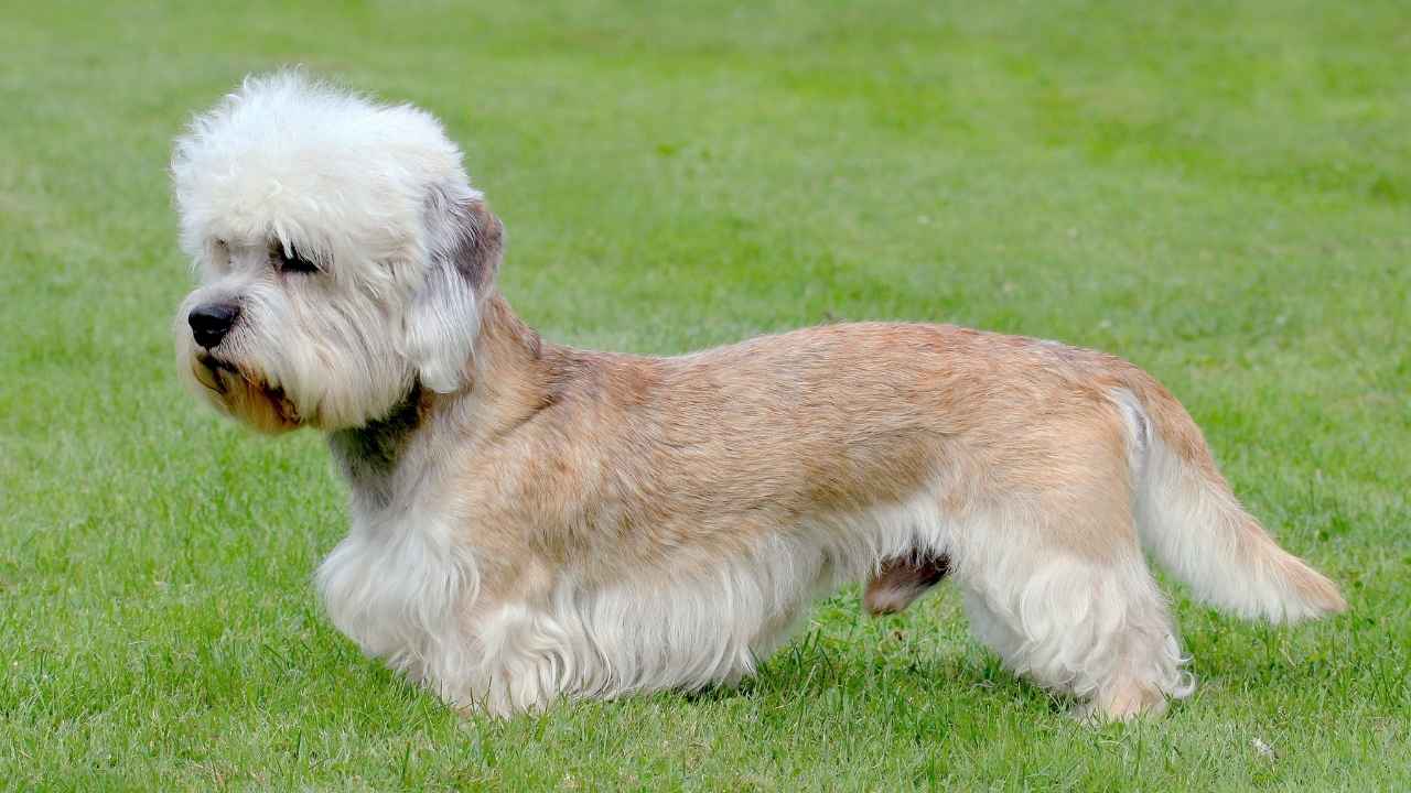 Dandie Dinmont Terrier