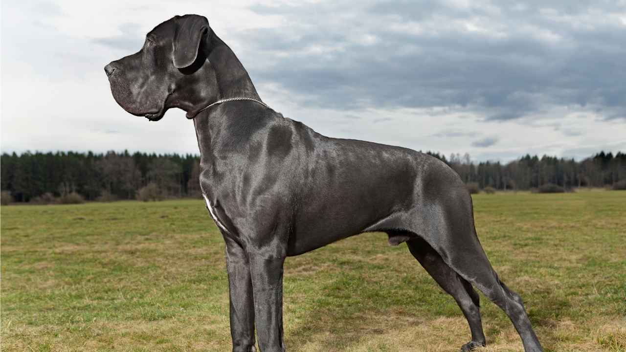 Great Dane