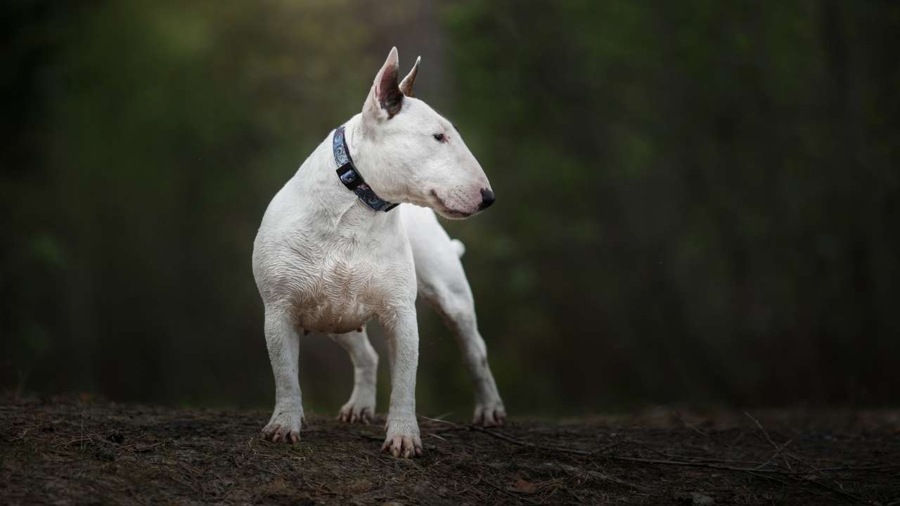 Bull Terrier