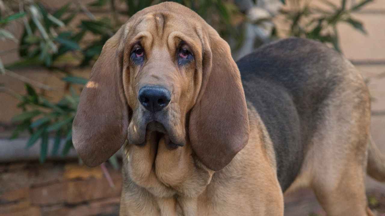 Bloodhound