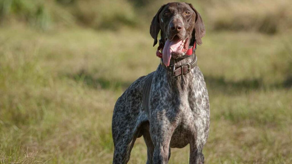 9 Best Dog Breeds for Tracking with Unmatched Scent Skills