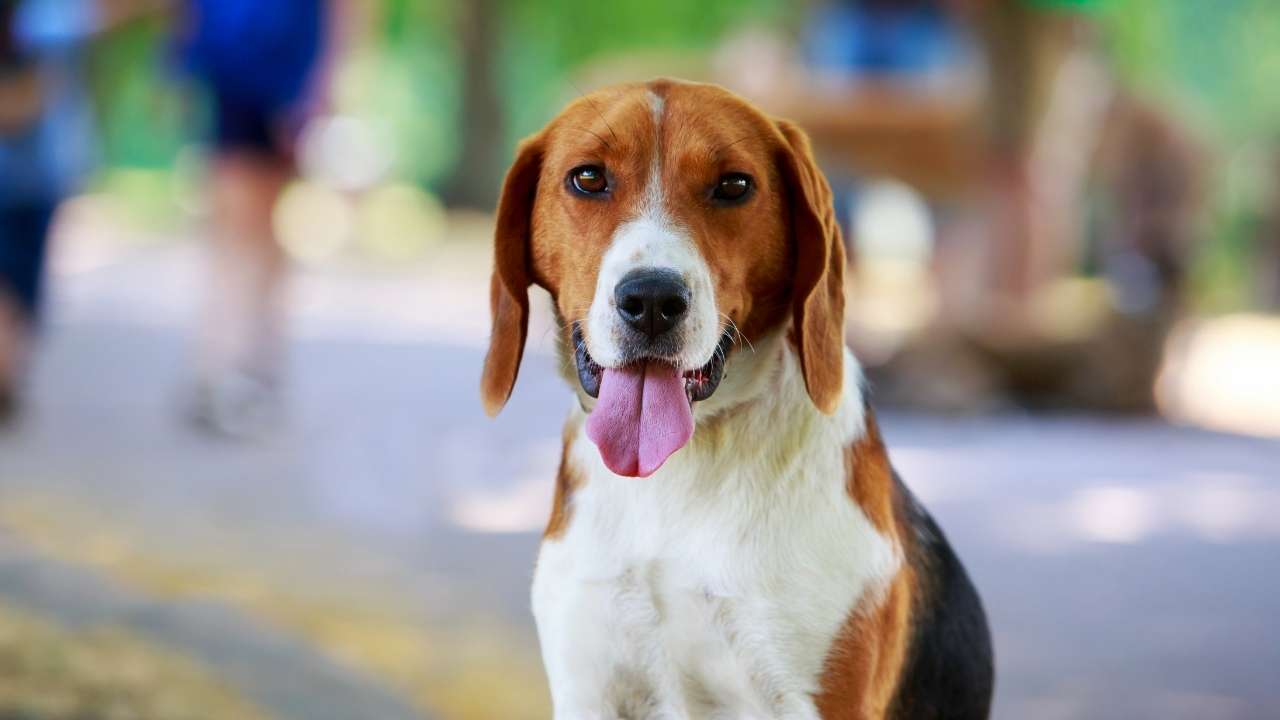 American Foxhound